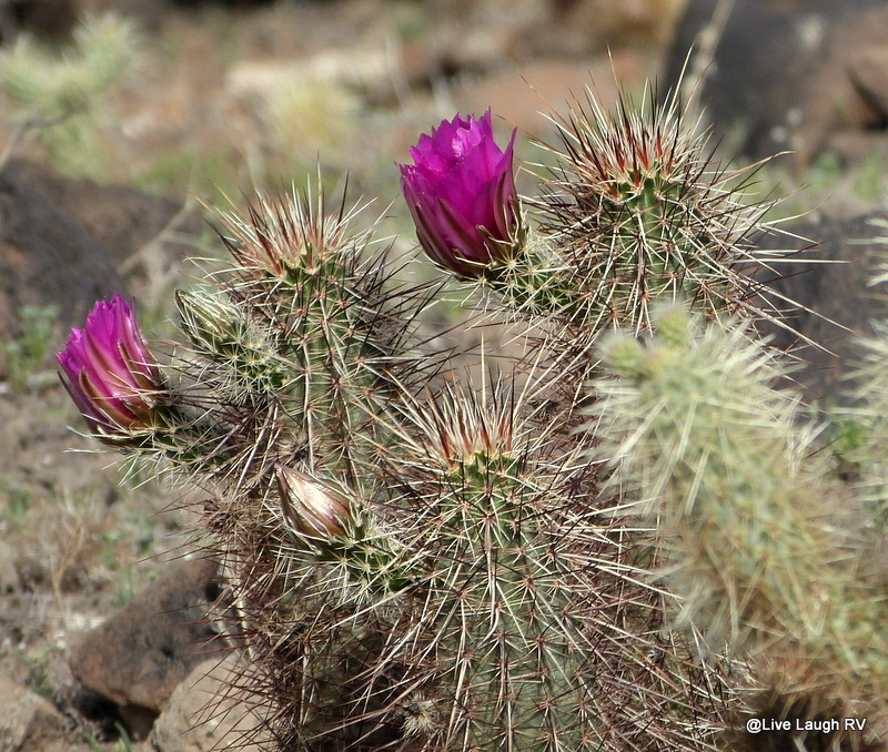 flowering cactus