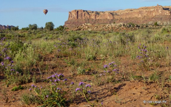 Moab wildflowers