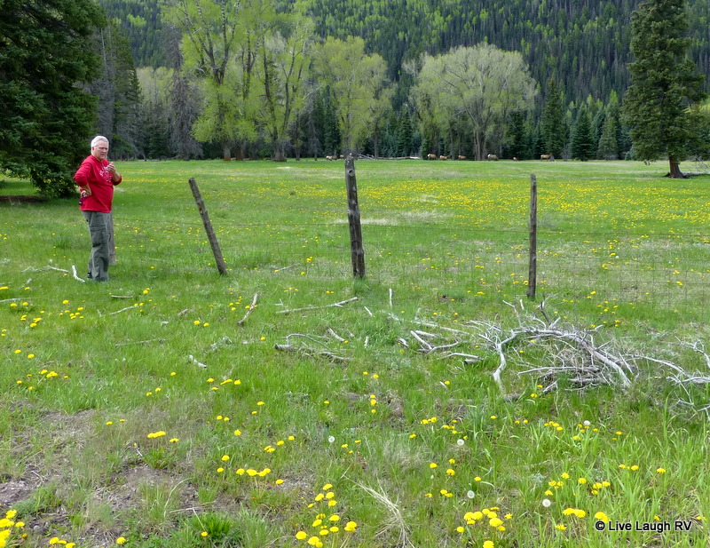 Elk in Colorado