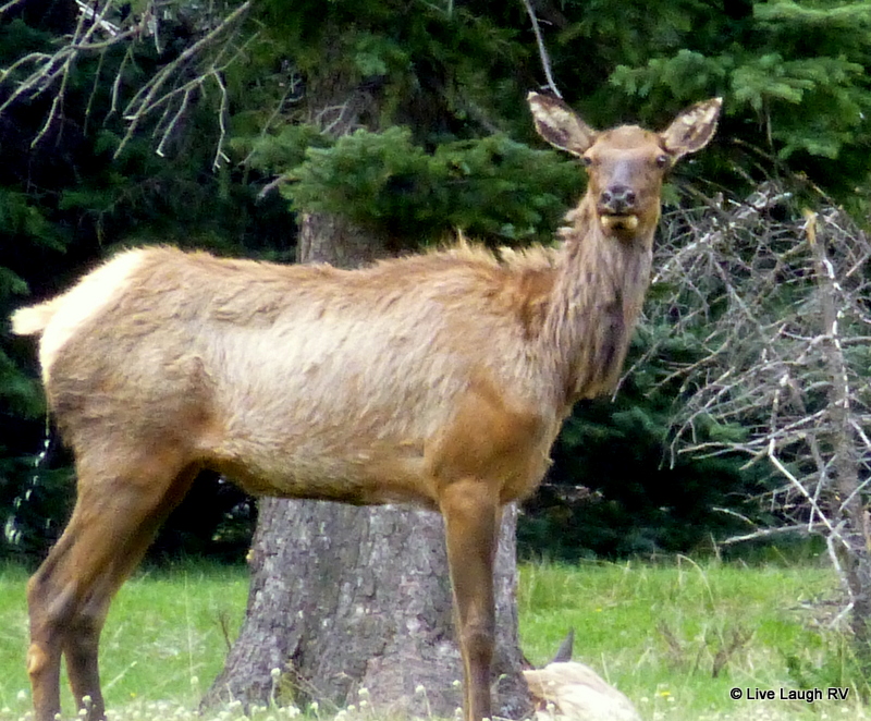 Elk in Colorado