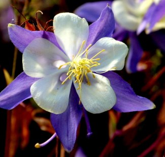 wordpress photo challenge