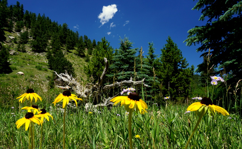 WordPress photo challenge