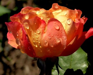 wordpress photo challenge