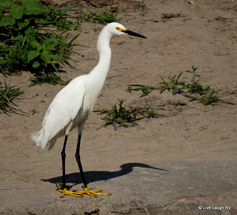 Denver bike trail wildlife