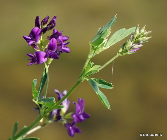 Wildflowers Elks Lodge RV Parks