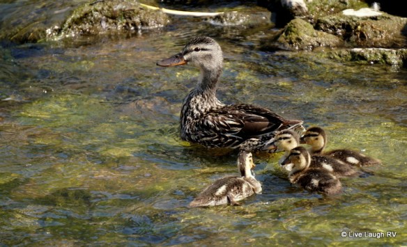 happy camper Elks Lodge