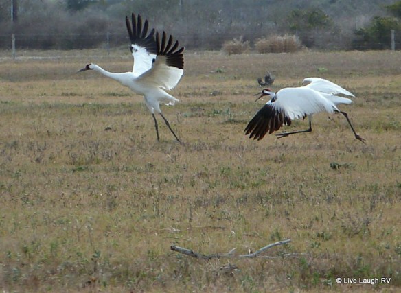 whooping cranes