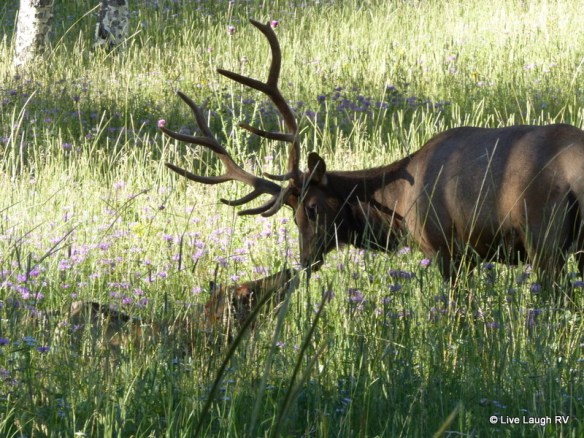 Elk