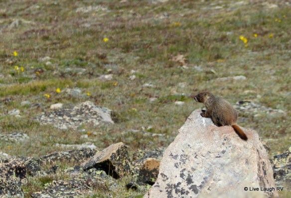Marmot