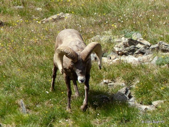 bighorn sheep