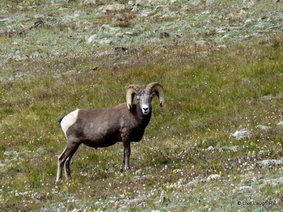 bighorn sheep
