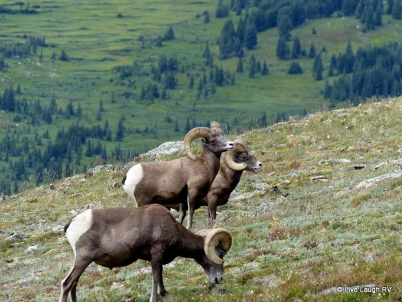 bighorn sheep