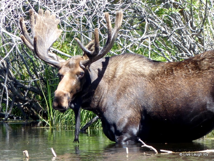 Colorado moose