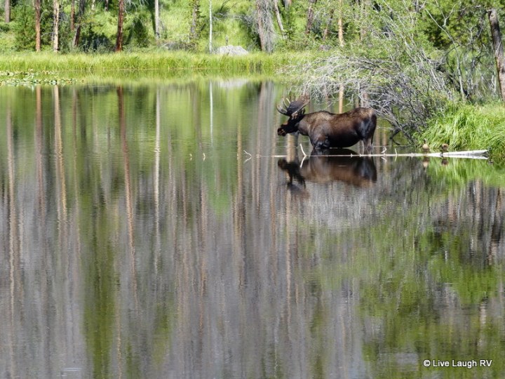 Grand lake colorado moose