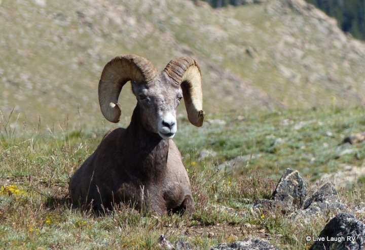 bighorn sheep colorado