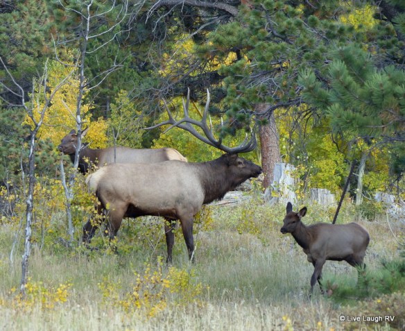 Elk in rut