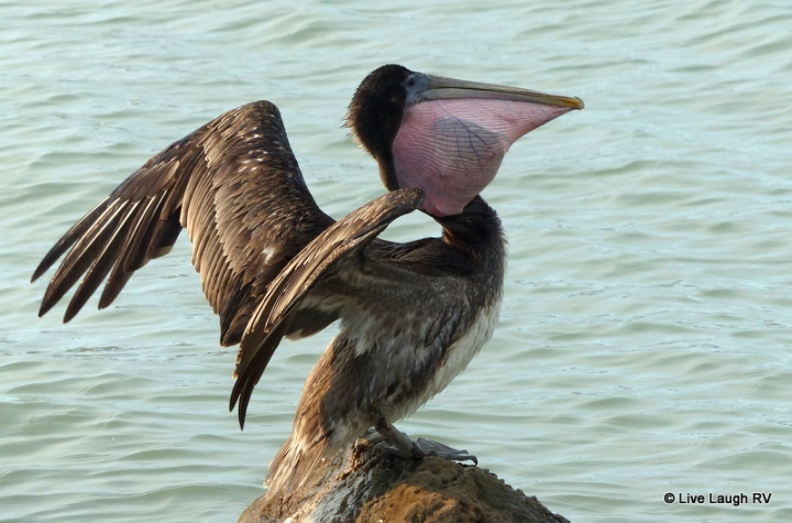 Texas Pelican