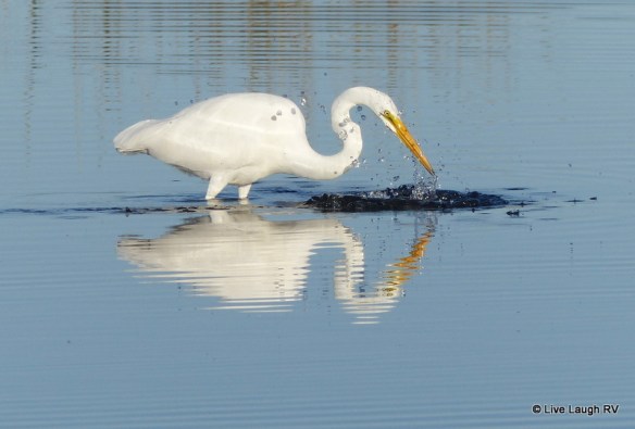Egret