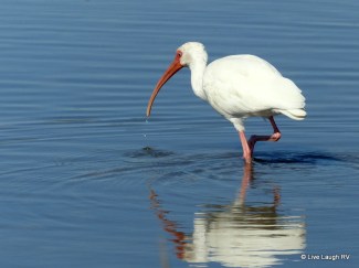 Ibis