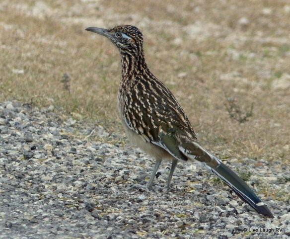 Road runner