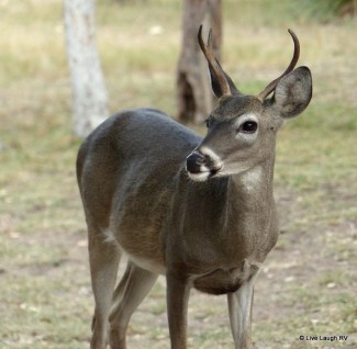 Deer hunting in Texas