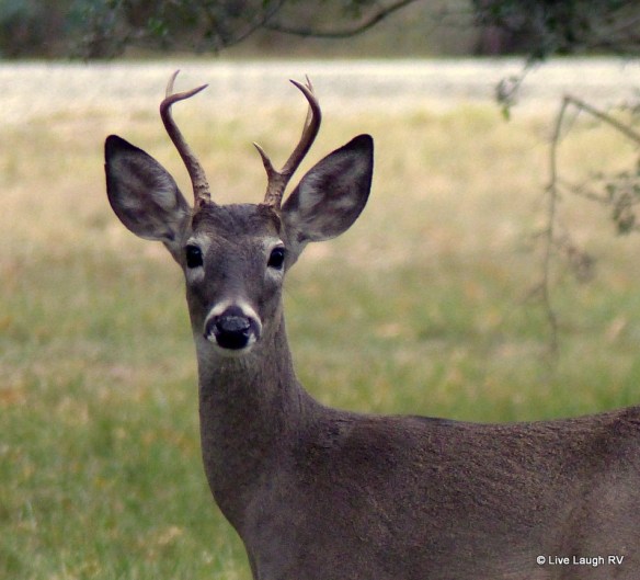 Texas State Parks