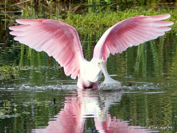 roseate spoonbill