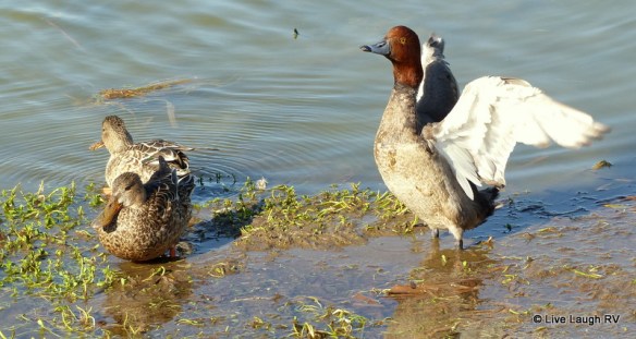 fishing, hunting, birding Mustang Island