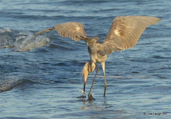 fishing on Mustang Island