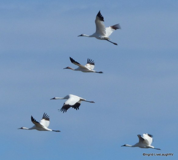 whooping crane