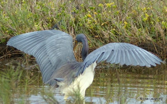 wildlife photography