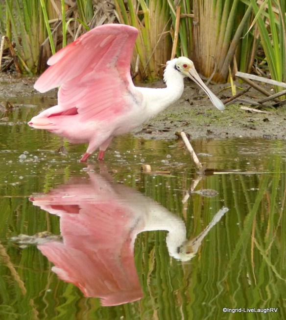 roseate spoonbill