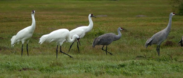 whooping cranes