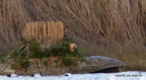Chesapeake Bay Retriever 