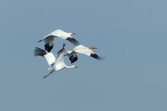 whooping crane