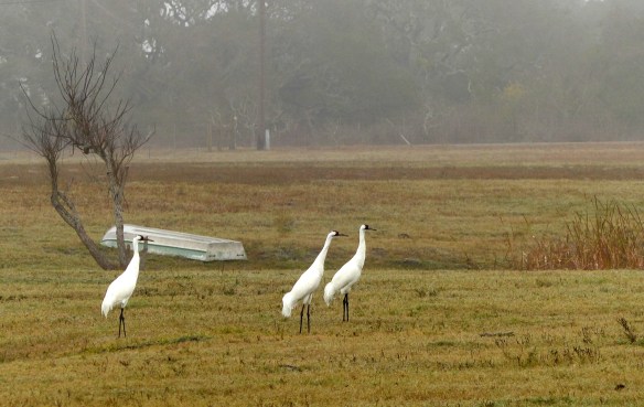 whooping cranes
