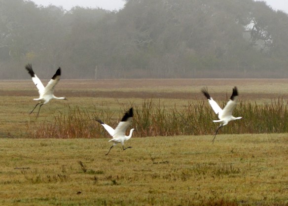 whooping cranes