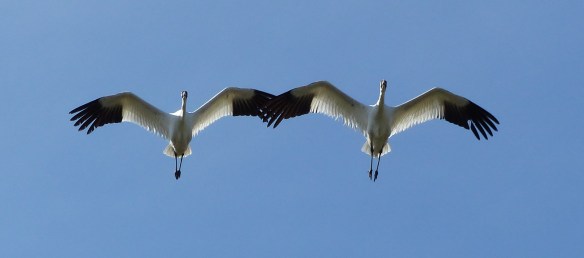whooping cranes