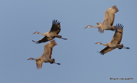 sandhill cranes