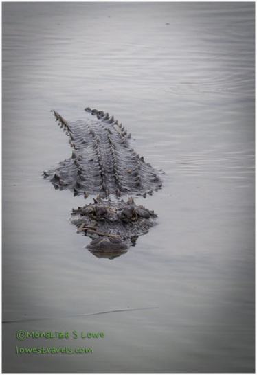 American Alligator