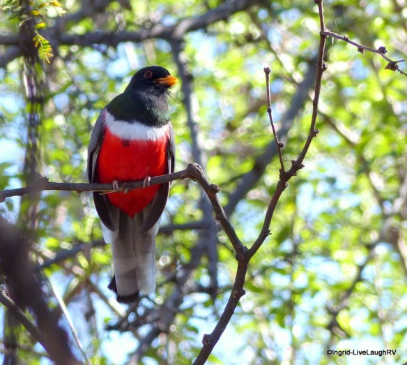 elegant trogon