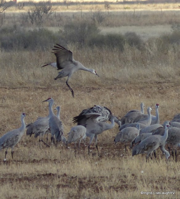 Roosting cranes