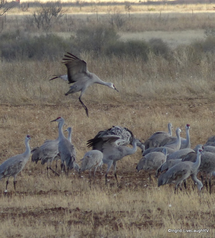 Roosting cranes