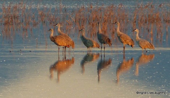 Cranes in the wild