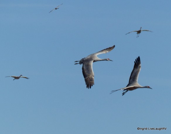 Wildlife areas in Arizona