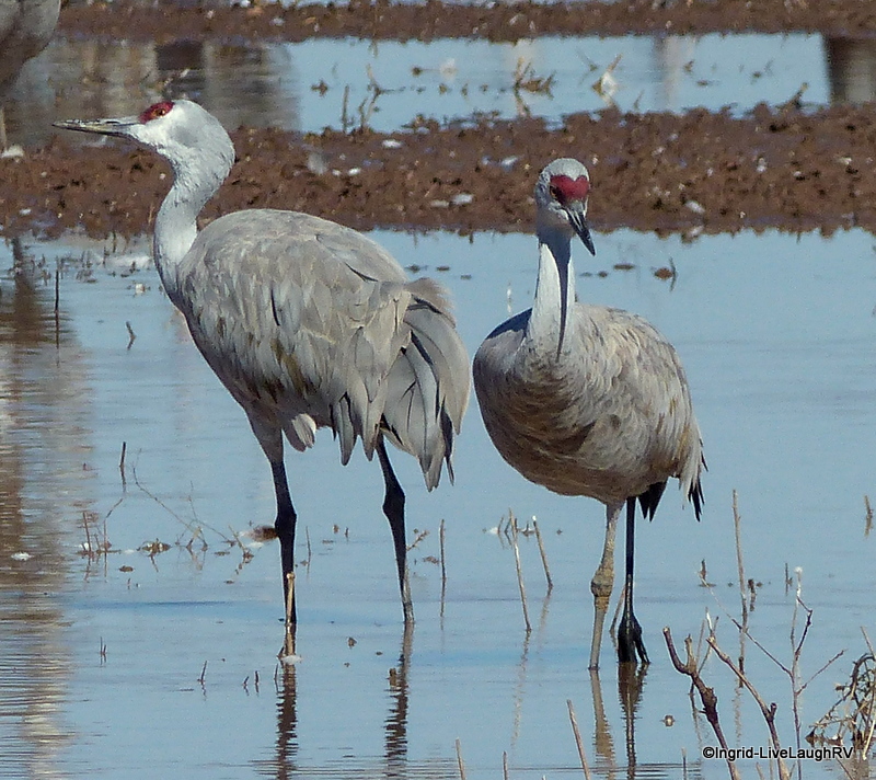 Sandhill Cranes
