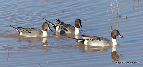 Pintail Ducks