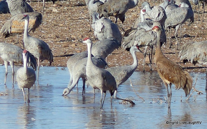 roosting cranes