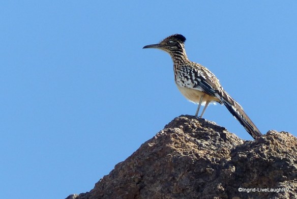Roadrunner
