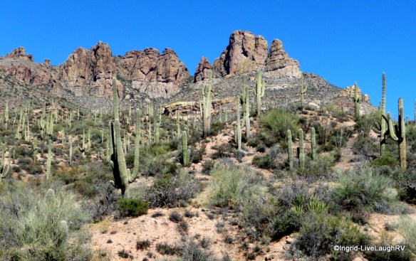 Tonto National Forest